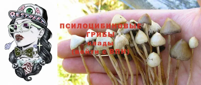 Псилоцибиновые грибы Cubensis  Агрыз 